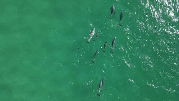 一群野生海豚在清澈的海水中寻找食物