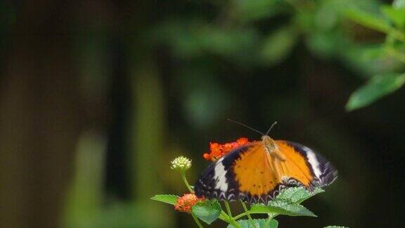 橙花上的蝴蝶慢镜头