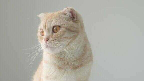 肖像姜色虎斑幼猫品种苏格兰折耳与大棕色眼睛在灰色背景