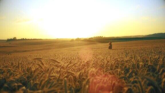 日落时分农夫穿过麦田
