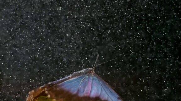 SLOMO闪蝶在雨中展开翅膀