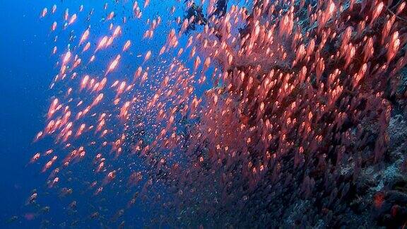 红海玻璃鱼浅滩-慢镜头
