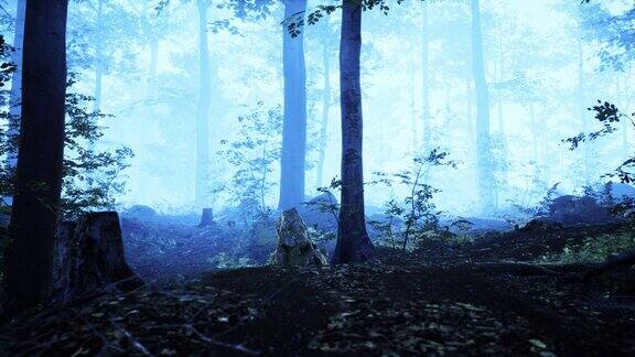 雾蒙蒙的早晨在树林里