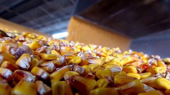 农业筒仓中的玉米