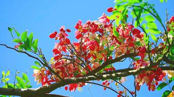 爪哇决明子或粉红色淋浴树或苹果树或彩虹淋浴树在夏天盛开
