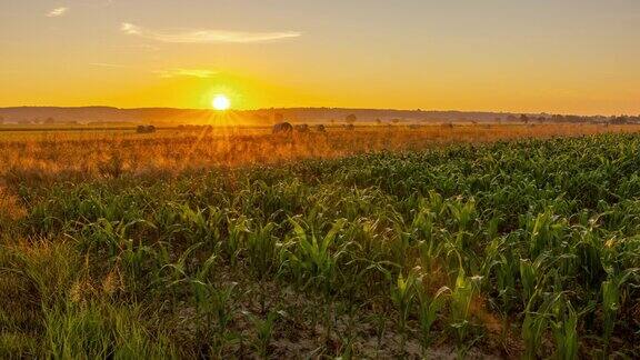 日出时的小麦和玉米田