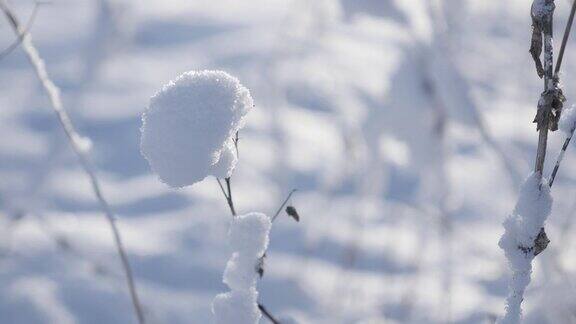 4K2160p30fps超高清footage-植被下的第一雪晶体特写3840X2160超高清视频