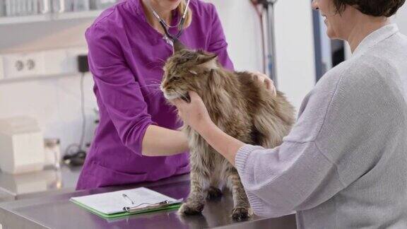 女兽医在办公室里听着猫的肺和心脏