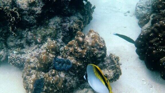 水下视频线蝴蝶鱼最大的蝴蝶鱼在海洋生活