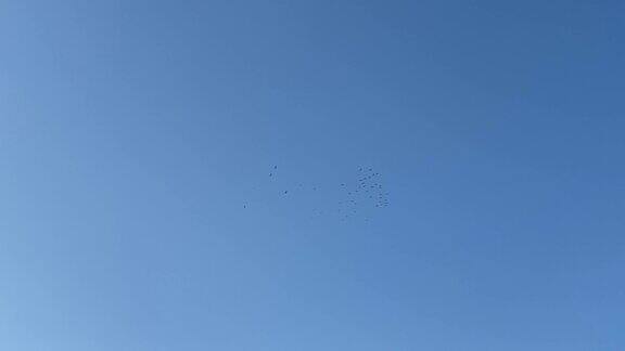 4K群海鸥在蓝天下飞翔海鸥飞越海洋