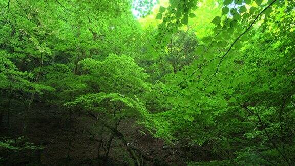 绿色的森林