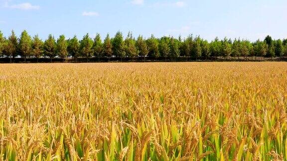 秋天成熟的稻子在农村的农场里