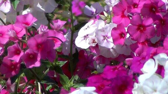 凤仙花也被称为凤仙花凤仙花树胶或简单的凤仙花
