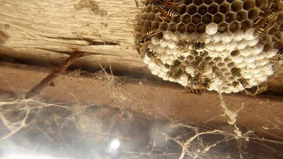 许多条纹黄蜂沿着蜂巢蜂群特写