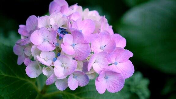 绣球花在东京日本Kokubunji