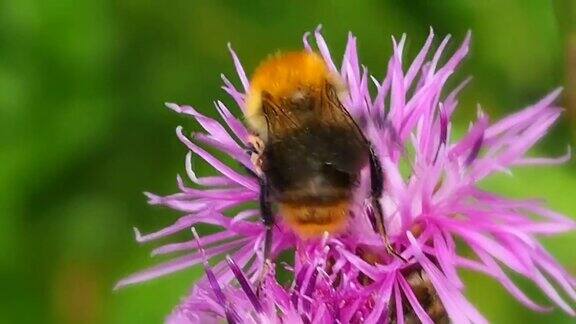 大黄蜂为花朵授粉吸食花蜜和花粉