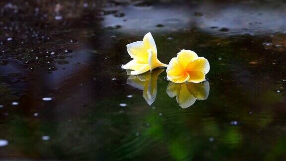 鸡蛋花黄色与清澈的水反射下的雨