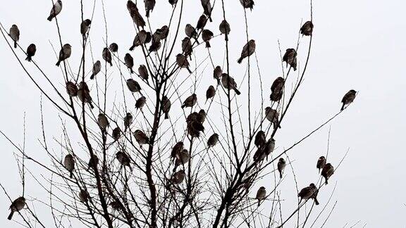 树上的麻雀