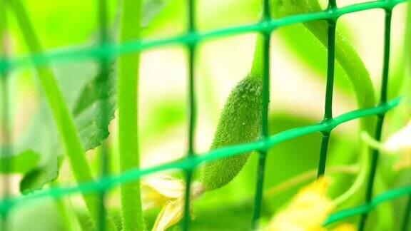 绿色黄瓜生长开花作物
