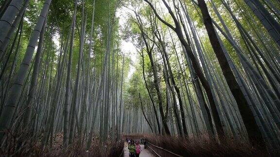 在日本京都岚山的竹林里散步的人们