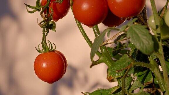 慢动作湿西红柿在花园里