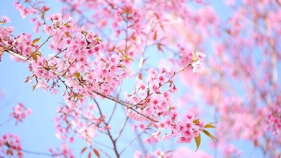 春天粉红色的樱花盛开