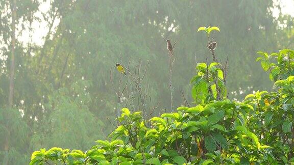 棕喉太阳鸟和有鳞胸文鸟在树的顶部