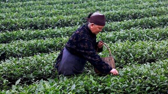 老农采摘茶叶