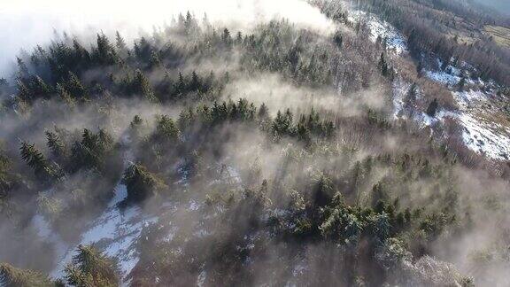 雾下的松林
