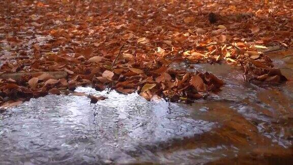 树叶和溪流在水上