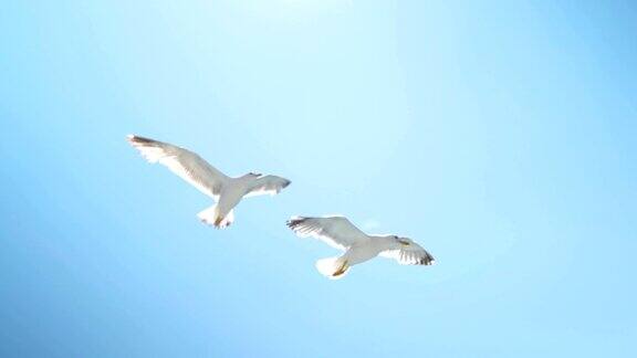 美丽的海鸥在天空中飞翔