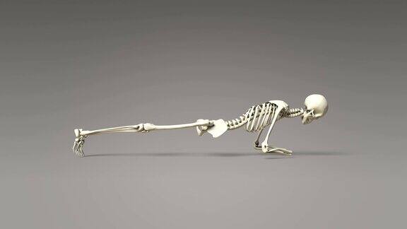 瑜伽海豚式人体骨骼支撑姿势