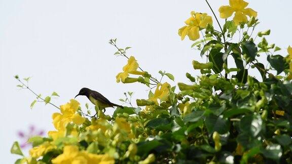 美丽的鸟飞到热带黄色的花与绿色的叶子墙背景猫爪猫爪藤猫爪蔓生植物