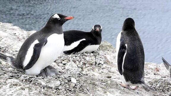巴布亚企鹅和小企鹅窝在一起
