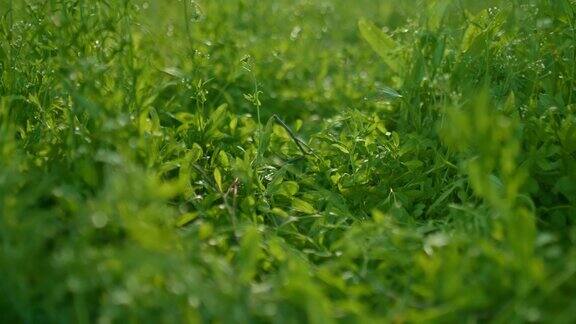 美丽的草坪在日出在农村明亮的绿色野生草地的特写4KProres