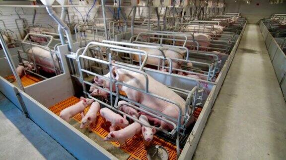 现代工业化养猪场