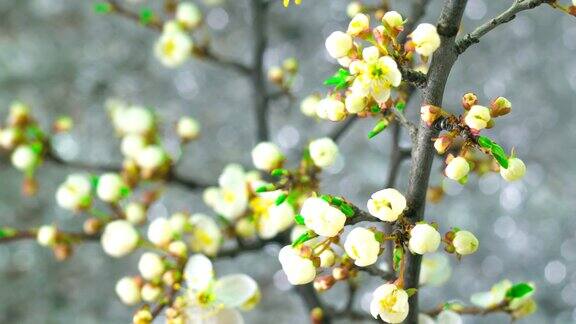 白梅树花