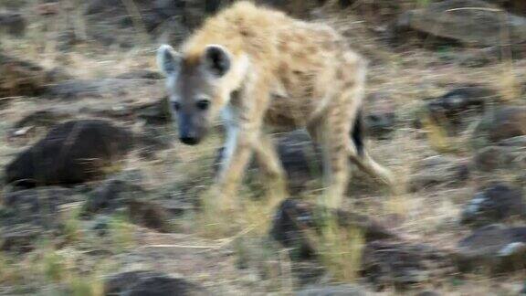 在肯尼亚马赛马拉国家公园散步的鬣狗的特写