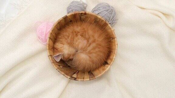 可爱的小红猫和粉红色和灰色的球在白色的床上睡觉