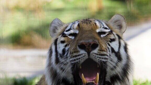 一张张开嘴的老虎的肖像