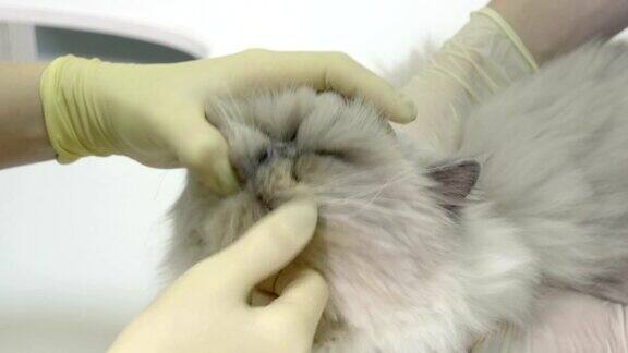 兽医在兽医诊所检查一只波斯猫的牙齿4k
