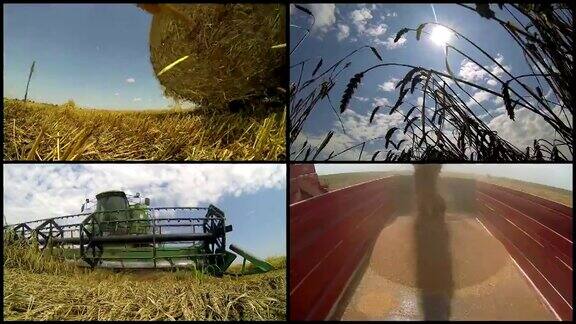 农民收获小麦