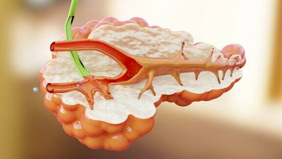 人类胰腺解剖产生酶帮助消化食物阿尔法通道3Dreander
