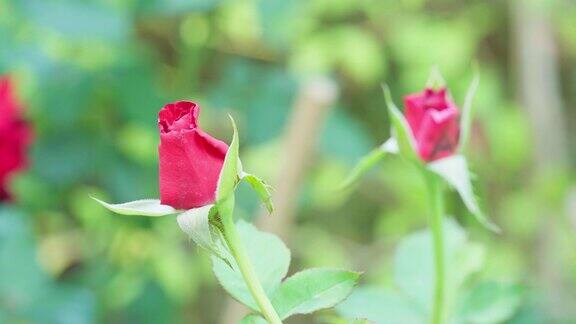 近看花园里美丽的红玫瑰