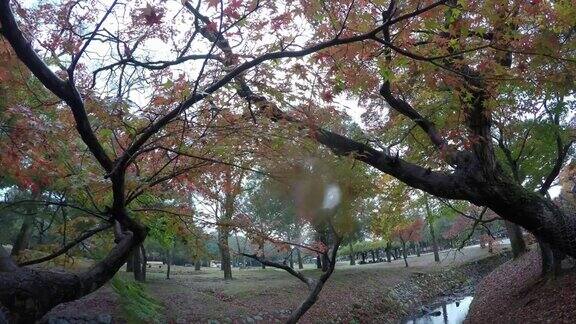日本奈良公园的秋叶