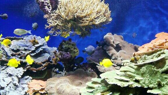 珊瑚、海绵、海扇、海葵