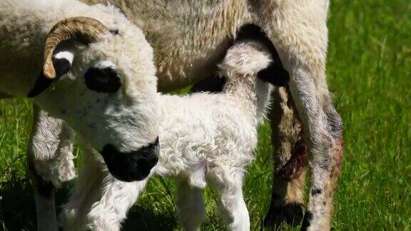 新生的羊羔