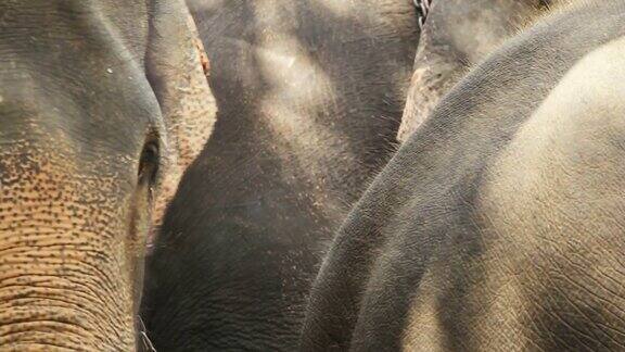 泰国的亚洲象