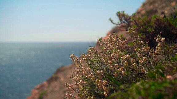 美丽的盛开的草在风中摇曳映衬着大海