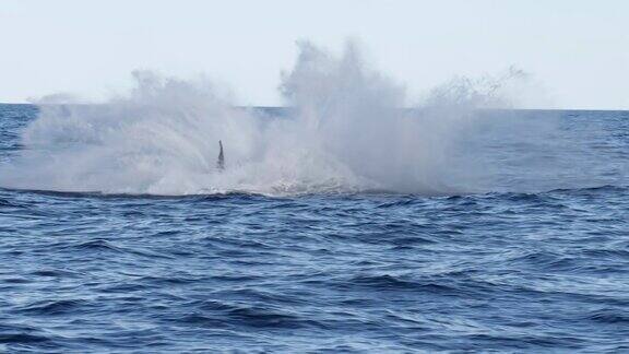 座头鲸在merimbula附近垂直突破的17%慢动作